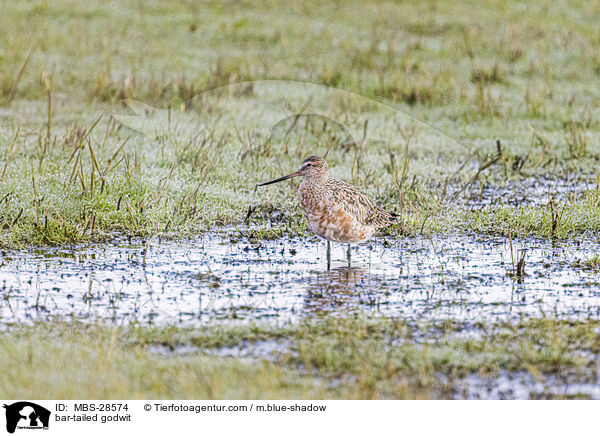 Pfuhlschnepfe / bar-tailed godwit / MBS-28574