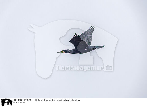 Kormoran / cormorant / MBS-28575