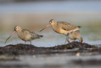 bar-tailed godwit