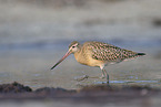 bar-tailed godwit