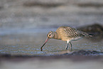 bar-tailed godwit