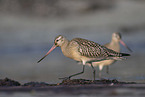 bar-tailed godwit