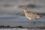 bar-tailed godwit