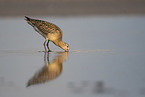 bar-tailed godwit