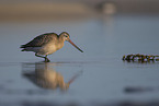 bar-tailed godwit