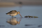 bar-tailed godwit