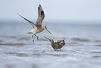 bar-tailed godwit