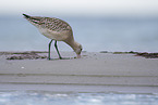 bar-tailed godwit