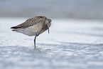 bar-tailed godwit