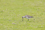 bar-tailed godwit