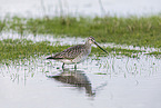 bar-tailed godwit