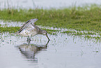 bar-tailed godwit