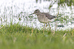 wood sandpiper