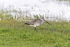 bar-tailed godwit