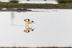 avocet