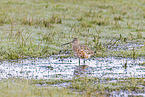 bar-tailed godwit