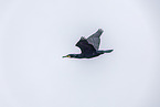 cormorant