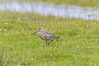 bar-tailed godwit