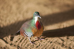 Bartlett's bleeding-heart