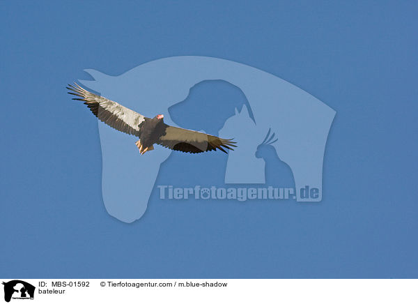bateleur / MBS-01592