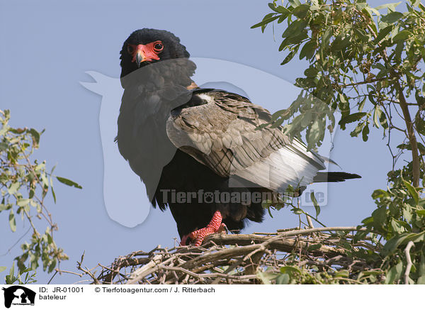 Gaukler / bateleur / JR-01001