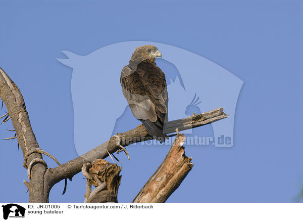 young bateleur / JR-01005