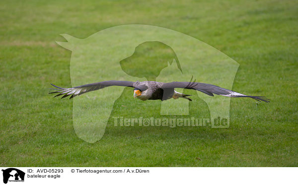 Gaukler / bateleur eagle / AVD-05293
