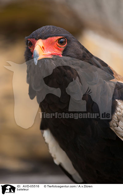 Gaukler / bateleur / AVD-05516