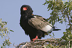 bateleur