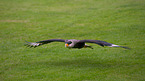 bateleur eagle