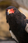 bateleur