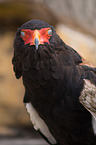 bateleur