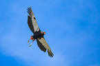 bateleur