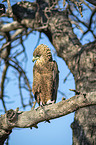 sitting Bateleur Eagle