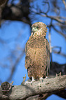 sitting Bateleur Eagle
