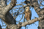 sitting Bateleur Eagle