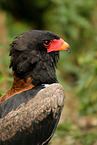 bateleur eagle