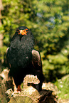 bateleur eagle
