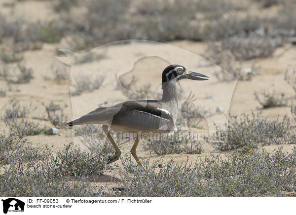 Rifftriel / beach stone-curlew / FF-09053