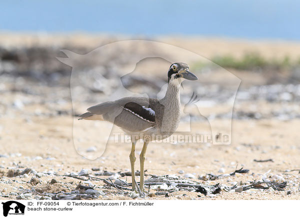 Rifftriel / beach stone-curlew / FF-09054