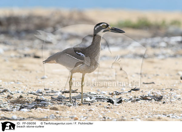 Rifftriel / beach stone-curlew / FF-09056