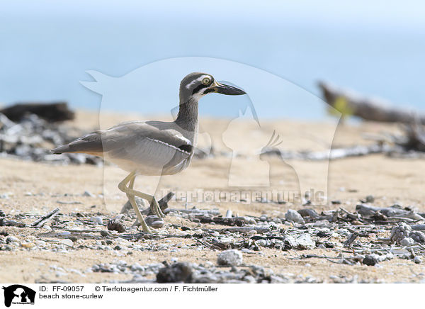 Rifftriel / beach stone-curlew / FF-09057