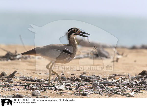 Rifftriel / beach stone-curlew / FF-09059