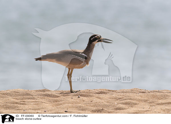 Rifftriel / beach stone-curlew / FF-09060