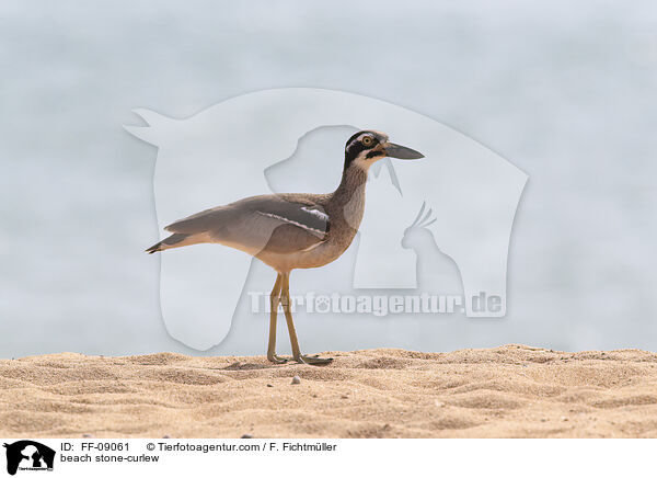 beach stone-curlew / FF-09061