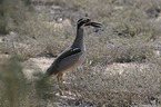 beach stone-curlew