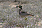 beach stone-curlew