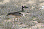 beach stone-curlew