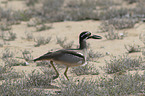 beach stone-curlew