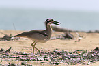 beach stone-curlew